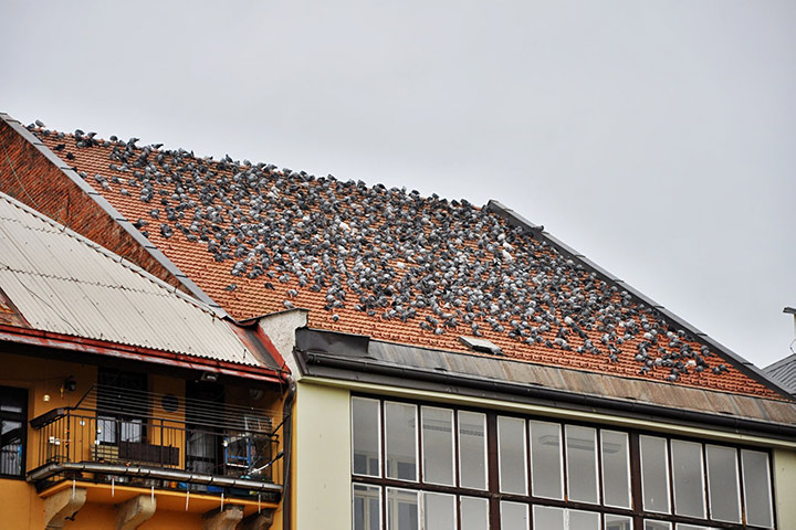A2B Pest Control are able to install spikes to deter birds from roofs in Anerley. 