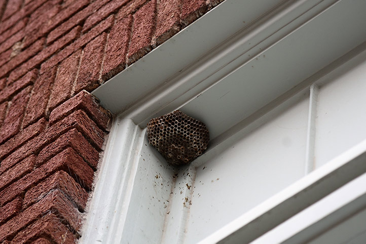 We provide a wasp nest removal service for domestic and commercial properties in Anerley.